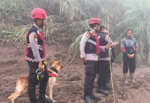 K9 Teams Search Solok Flash Flood Victims