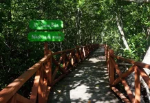 Ursaguli Agrotourism Park Showcases Aru’s Mangrove Ecosystem