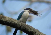 Karimunjawa: Central Java's Marine Conservation Paradise
