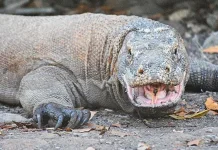 Komodo National Park Protects the World’s Largest Lizard