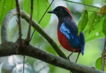 Sungai Wain Protects Biodiversity and Water Supply in Balikpapan