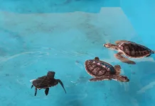 Taman Kili-Kili Beach Protects Turtles Through Conservation and Education