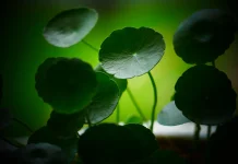 Centella Asiatica: The Indonesian Gotu Kola with Many Potential for Health and Skin