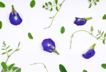 Butterfly Pea Flower: Clitoria Ternatea Emerges as Natural Antioxidant