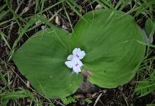 Kaempferia Galanga: Indonesian Aromatic Rhizome with Wellness Benefits