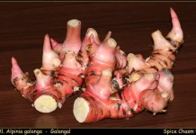 Alpinia Galanga: Indonesian Greater Galangal with Antioxidant and Well Benefits
