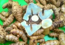 C. Aeruginosa: Black Turmeric from Indonesia with Antioxidant and Health Benefits