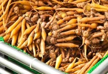 Temu Kunci: Potential for Antioxidant, Antimicrobial, and Cellular Protection