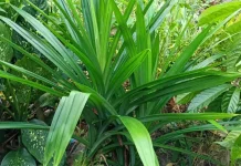 Pandan: Indonesian Fragrant Plant with Antioxidant and Functional Food Potential