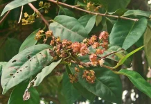 Indonesian Bay Leaf: Traditional Spice Studied for Metabolic Health Benefits