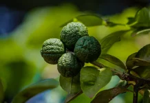 Citrus Hystrix: Kaffir Lime with Essential Oil Compounds for Skin Care Application