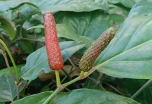 Piper Retrofractum: Indonesian Javanese Long Pepper with Potential Antioxidant