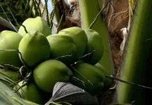 Cocos Nucifera: Indonesian Coconut as a Source of Natural Oil for Skin Care
