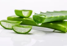 Aloe Vera: Indonesian Herbal Plant with Scientific Support for Skin Healing