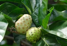 Morinda Citrifolia: Indonesian Noni Fruit Studied for Antioxidant & Immune Support