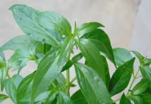 Andrographis Paniculata: Indonesian Bitter Herb Studied for Respiratory Health