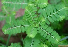 Phyllanthus Niruri: Indonesian Meniran Plant with Potential for Liver Protection
