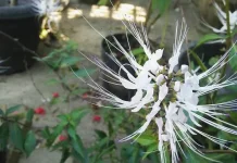 Orthosiphon Aristatus: Indonesian Cat’s Whiskers Plant Studied for Kidney Health