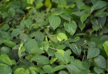 Piper Betle: Indonesian Betel Leaf with Antimicrobial Compounds for Oral Care