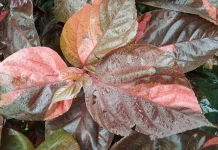 Piper Crocatum: Indonesian Red Betel Leaf with Antioxidant and Antimicrobial