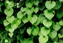 Anredera Cordifolia: Indonesian Binahong Leaf Studied for Wound Healing & Medicine
