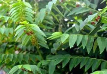 Sauropus Androgynus: Indonesian Katuk Leaf Known for Nutrition & Lactation Support
