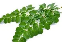 Moringa Oleifera: Indonesian Moringa Tree Recognized for Skin Health Application