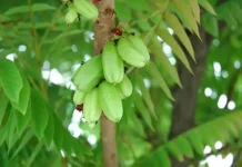 Averrhoa Bilimbi: Indonesian Bilimbi Fruit with Functional Food Potential