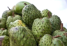 Annona Muricata: Indonesia Soursop Fruit Studied for Natural Bioactive Compounds
