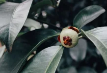 Garcinia Mangostana: Indonesian Mangosteen Rich in Xanthones for Antioxidant