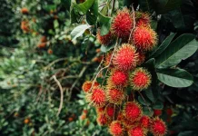 Nephelium Lappaceum: Indonesian Rambutan Fruit with Functional Food Potential