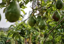 Persea Americana: Indonesian Avocado Rich in Healthy Fats and Natural Skin Care