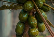 Carica Papaya: Indonesian Papaya Fruit Rich with Papain Enzyme & Digestive Support