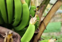 Musa Paradisiaca: Indonesian Banana Rich in Potassium and Antioxidants