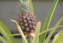 Ananas Comosus: Indonesian Pineapple with Good Bromelain Enzyme for Digestion
