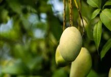 Mangifera Indica: Indonesian Mango Rich in Polyphenols, Vitamins, and Antioxidants