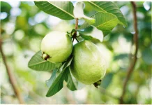 Psidium Guajava: Indonesian Guava Rich in Vitamin C & Traditional Health Benefits