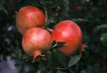 Punica Granatum: Pomegranate with Polyphenols for Antioxidant Protection