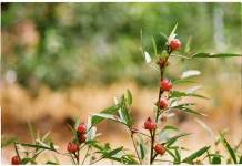 Indonesian Roselle Flower Rich in Anthocyanins for Antioxidant and Heart Health