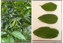 Cananga Odorata: Indonesian Ylang-Ylang Flower with Aromatherapy and Antioxidant