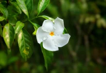 Jasmine Flower with Aromatic Compounds for Relaxation