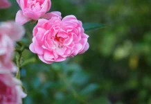 Rosa Damascena: Rose Extract with Antioxidant, Skin Care, and Aromatherapy