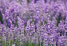 Lavender: The Purple Flower Studied for Better Sleep, Stress Relief, and Relaxation
