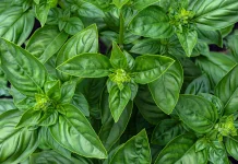 Ocimum Basilicum: Indonesian Basil Leaf Studied for Oral Care and Digestion
