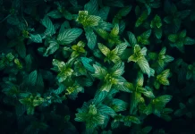 Peppermint: Benefits for IBS Relief and Mental Clarity