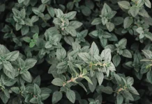Oregano: The Mediterranean Herb That Fights Bacteria Naturally