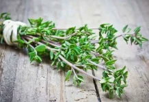 Thyme: The Ancient Remedy for Better Respiratory Health