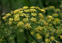 Soothe Digestion & Hormones with Fennel Seeds