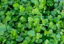 Coriander: Science-Backed Benefits for Gut Health