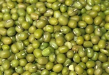Mung Bean: The Indonesian Superfood for Plant Protein & Health